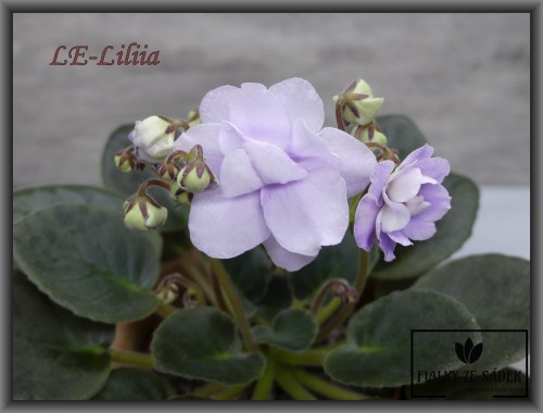 LE-Liliia